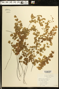 Adiantum capillus-veneris image