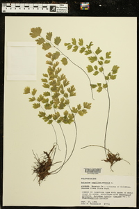 Adiantum capillus-veneris image