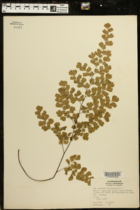 Adiantum capillus-veneris image