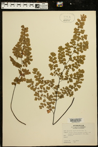 Adiantum capillus-veneris image