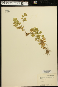 Adiantum capillus-veneris image