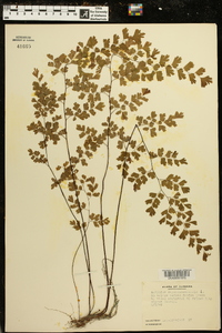 Adiantum capillus-veneris image