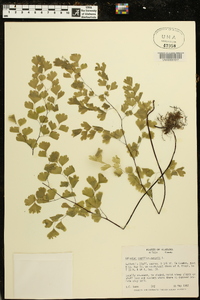 Adiantum capillus-veneris image