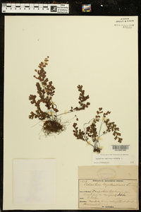 Adiantum capillus-veneris image