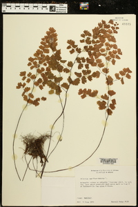 Adiantum capillus-veneris image