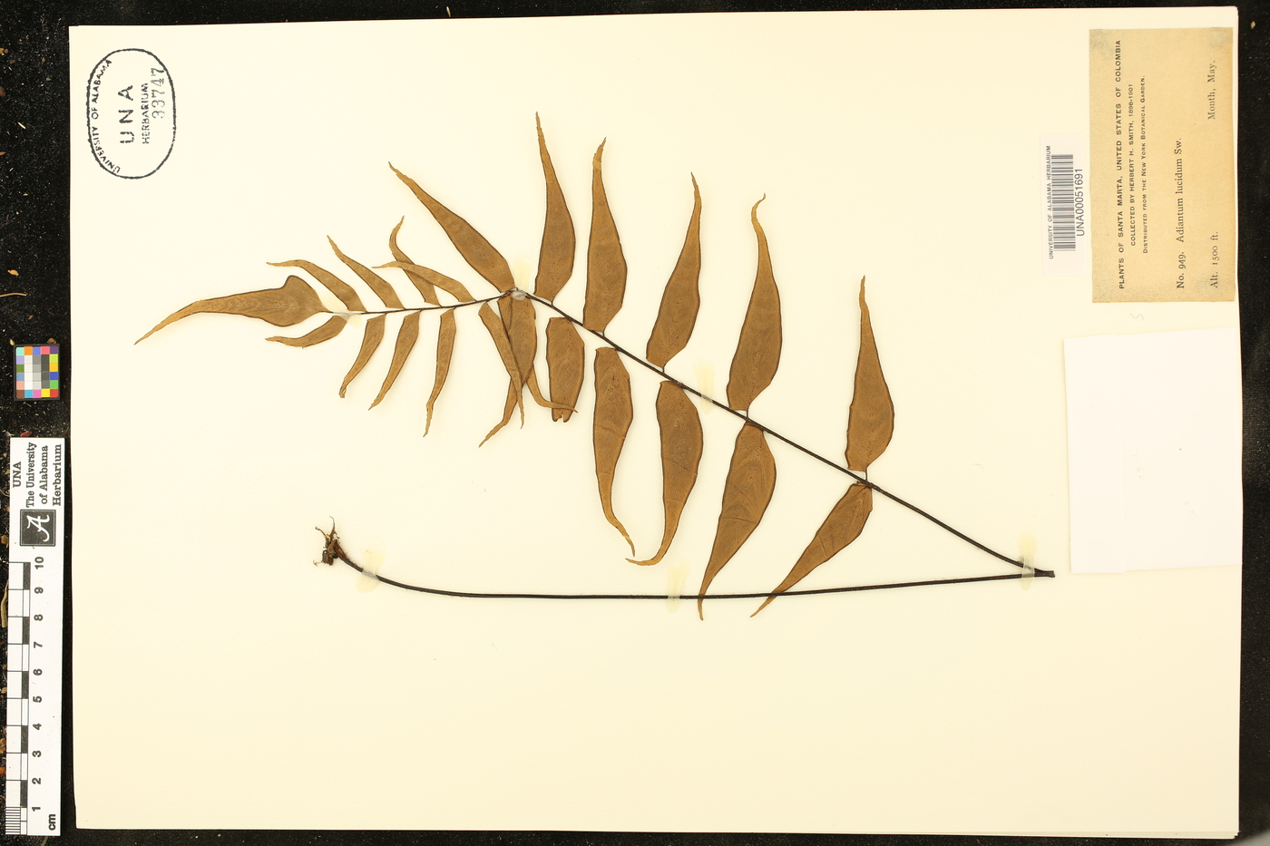 Adiantum lucidum image