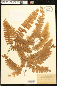 Adiantum polyphyllum image