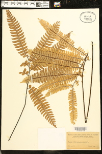 Adiantum pulverulentum image