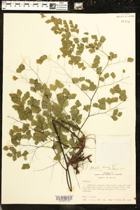 Adiantum tenerum image