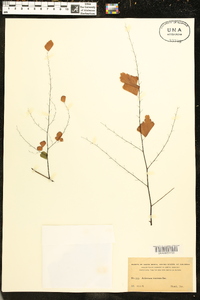 Adiantum tenerum image