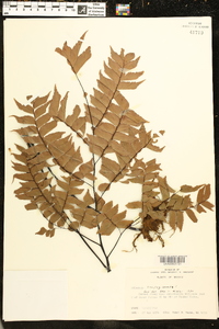 Adiantum trapeziforme image