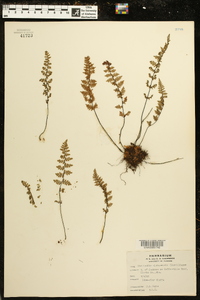 Myriopteris alabamensis image