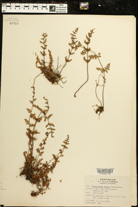 Myriopteris lanosa image