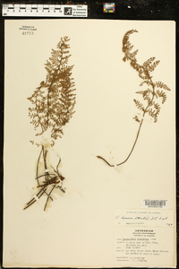 Myriopteris lanosa image