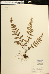 Myriopteris lanosa image