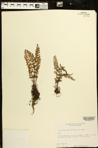 Myriopteris lanosa image