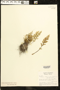 Pellaea allosuroides image