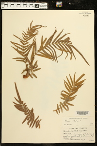 Pteris vittata image