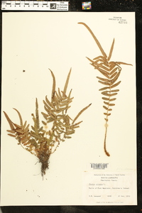 Pteris vittata image