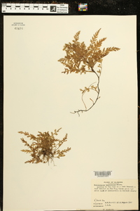 Vandenboschia boschiana image