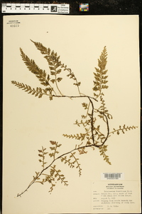 Vandenboschia boschiana image