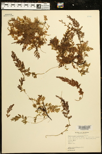 Vandenboschia boschiana image