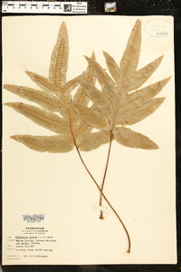 Phlebodium aureum image