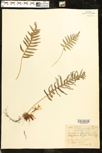 Polypodium glycyrrhiza image