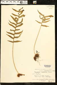 Polypodium glycyrrhiza image