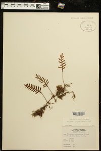 Polypodium polypodioides image