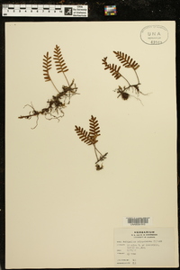 Polypodium polypodioides image