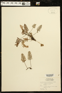 Polypodium polypodioides image