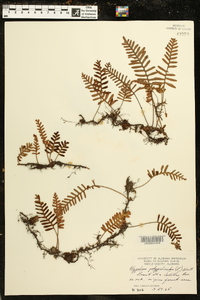 Polypodium polypodioides image