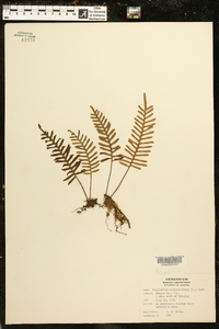 Polypodium polypodioides image