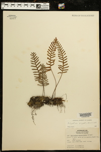 Polypodium polypodioides image