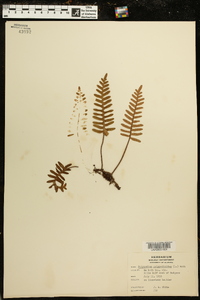 Polypodium polypodioides image