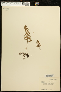 Polypodium polypodioides image