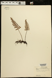 Polypodium polypodioides image