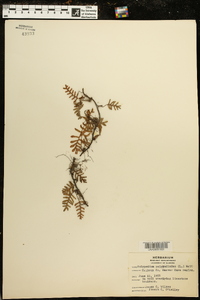 Polypodium polypodioides image