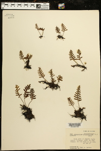 Polypodium polypodioides image