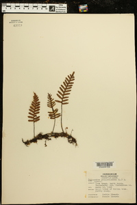 Polypodium polypodioides image