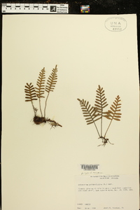 Polypodium polypodioides image