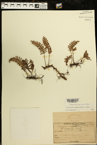 Polypodium polypodioides image