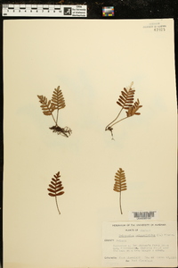 Polypodium polypodioides image