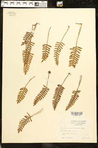 Polypodium polypodioides image