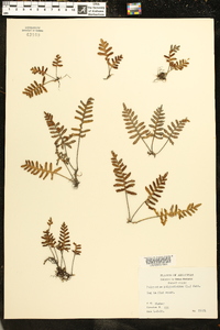 Polypodium polypodioides image