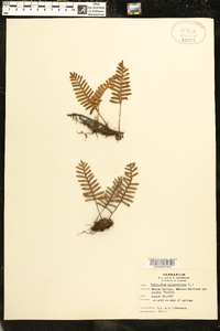 Polypodium polypodioides image