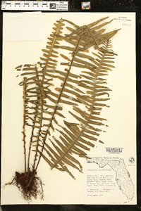 Polypodium ptilodon image