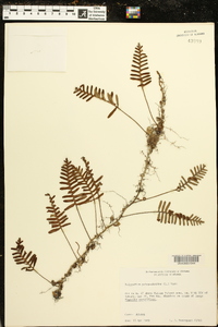 Polypodium polypodioides image