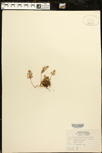 Polypodium polypodioides image